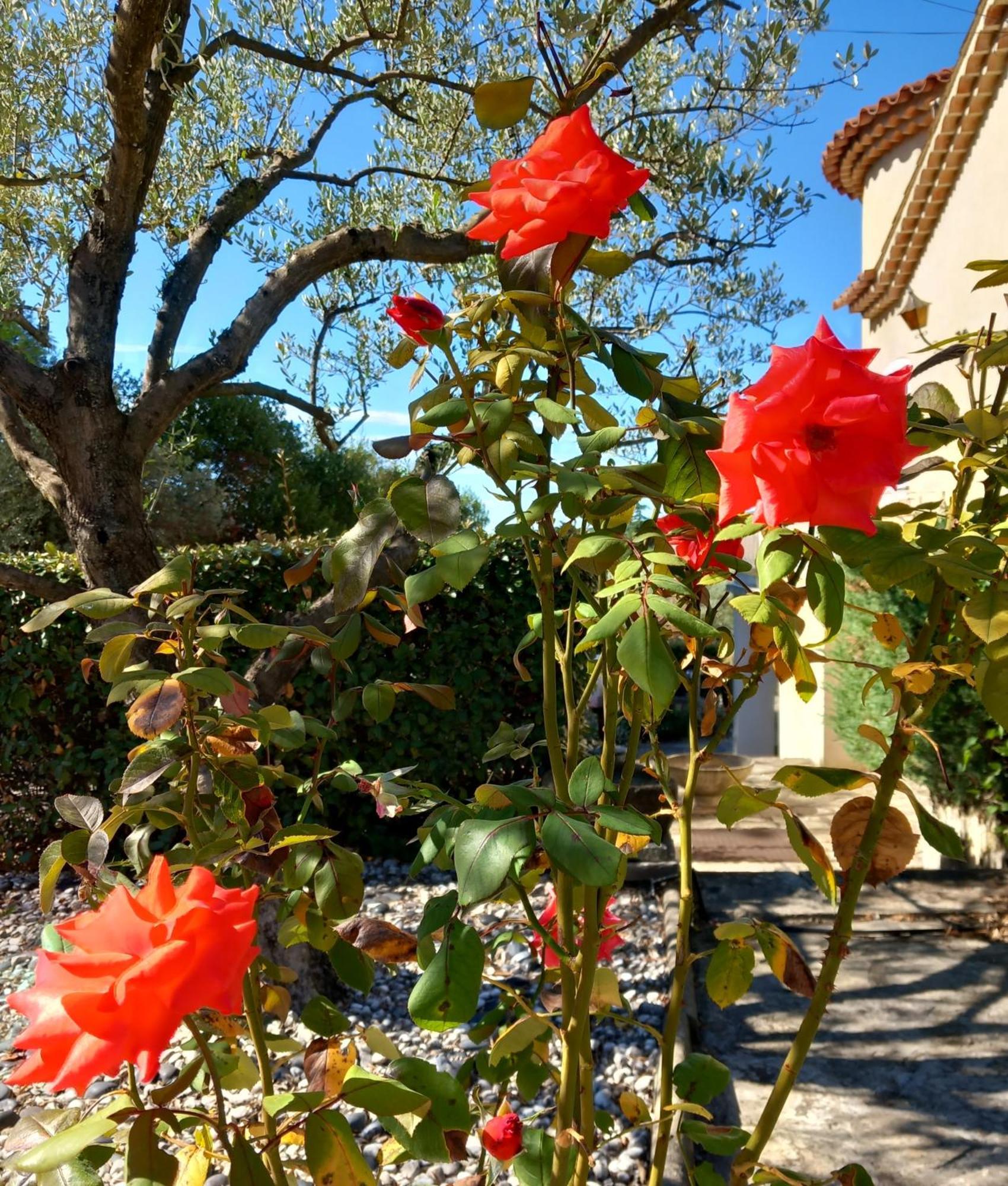Le Relais Fleuri Hotel Alès Kültér fotó